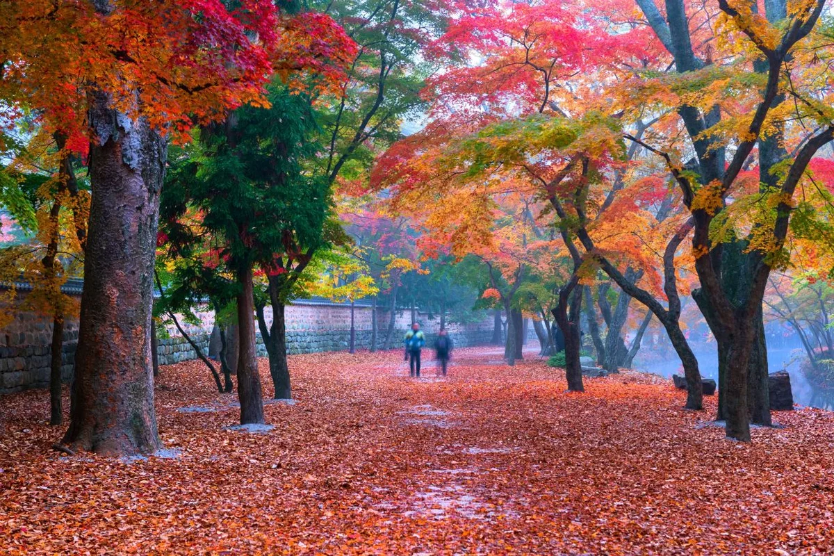 선운사 - 고창 벚꽃 여행