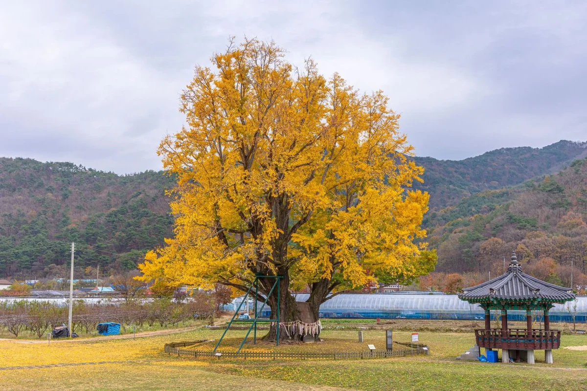 월영산 출렁다리 - 금산군 여행